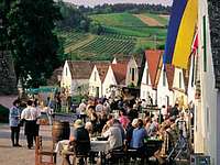 Weinherbst in Nieder�sterreich